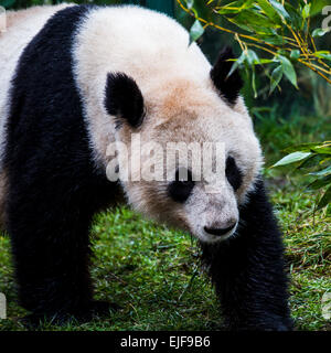 Giant panda bear. Stock Photo