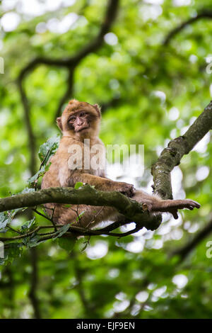 Barbary macaque sat high up in a tree. Stock Photo