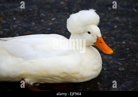 White Crested Duck swimming in the harbor of Camden, Maine. Stock Photo
