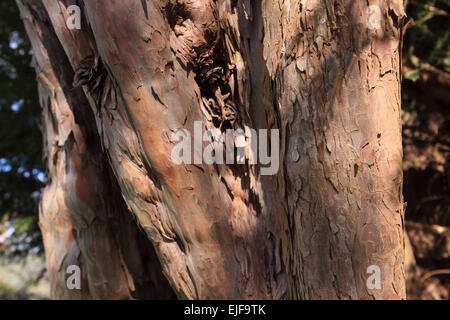 Discoed Powys Wales close up details of an ancient Yew tree in the churchyard which is believed to be over 5,000 years old Stock Photo