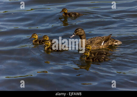 Family of ducks on the water. Stock Photo