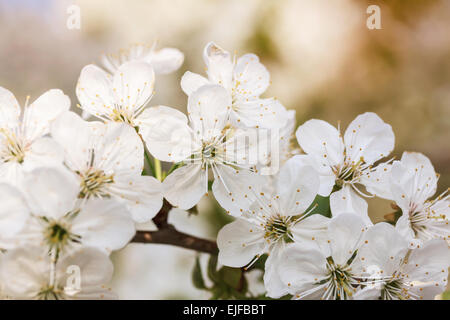 Flowers of the cherry blossoms on a spring day. cross processing Stock Photo