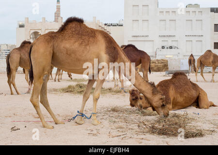 Camels feeding in a Government paddock in Souq Waqif, Doha, Qatar. The animals are used by mounted police who patrol the tourist Stock Photo