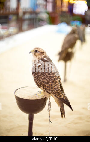 A falcon  on a perch in the falcon souq, Doha, Qatar, shallow DoF Stock Photo