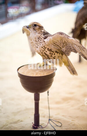 A falcon flapping its wings on a perch in the falcon souq, Doha, Qatar Stock Photo