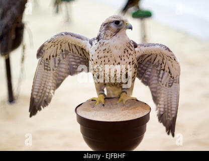 A peregrine falcon on its perch in Souq Waqif, Doha, Qatar, with its wings outstretched. Stock Photo