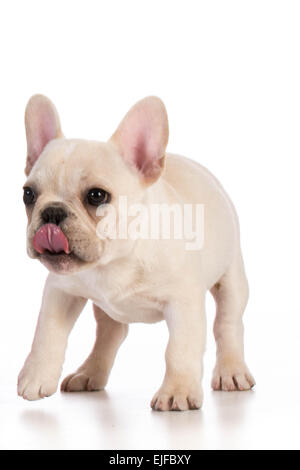 cute puppy - french bulldog puppy walking on white background Stock Photo