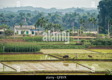 Rice fields on a misty day in the countryside between Hanoi and Lao Cai in Vietnam. Stock Photo