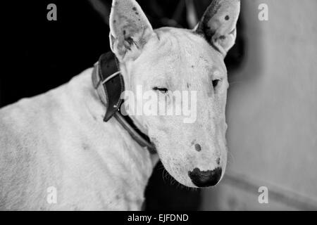Domestic dog Bull Terrier breed. Focus on the dog. Black and white Stock Photo