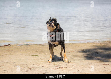 Wet dog shaking off water Stock Photo