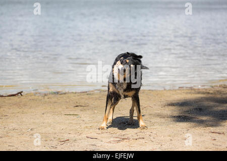 Wet dog shaking off water Stock Photo