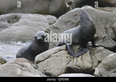 New Zealand Fur seal Pups Stock Photo