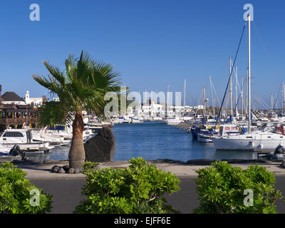 Marina Rubicon luxury marina harbour yachts and indigenous palm tree Playa Blanca Lanzarote Canary Islands Spain Stock Photo