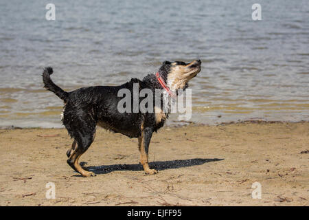 Wet dog shaking off water Stock Photo