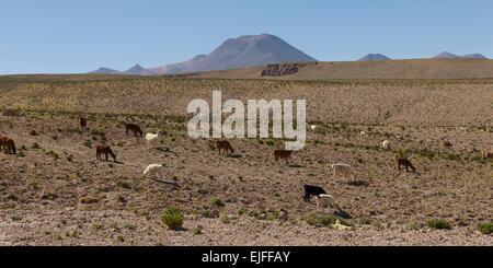 San Pedro de Atacama, El Loa Province, Antofagasta Region, Chile Stock Photo