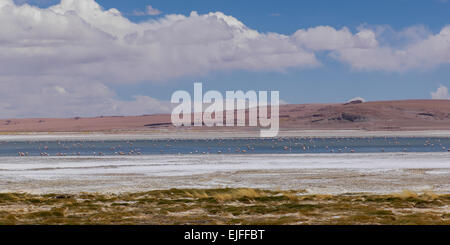 Tara Salt Flat, Los Flamencos National Reserve, San Pedro de Atacama, El Loa Province, Antofagasta Region, Chile Stock Photo