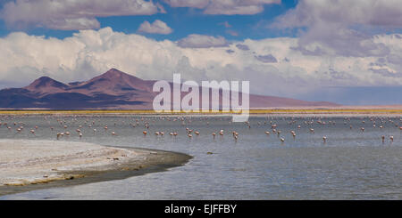 Tara Salt Flat, Los Flamencos National Reserve, San Pedro de Atacama, El Loa Province, Antofagasta Region, Chile Stock Photo