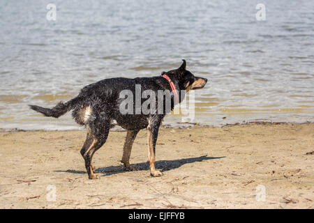 Wet dog shaking off water Stock Photo