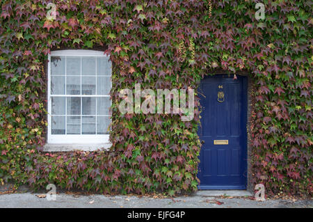 Autumn leaves of a Virginia creeper, Parthenocissus, surround the front door and a window of an old house in Dorchester, Dorset, England, UK. Stock Photo