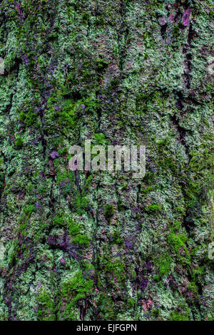 Abstract image of Douglas Fir bark covered in moss Stock Photo