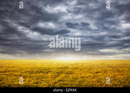 Field with yellow grass at overcast dramatic sky background Stock Photo