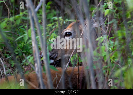 White-tailed doe with newborn fawns Stock Photo