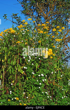Rural landscape - wild flowers near abandoned house. Stock Photo