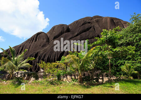 Beautiful enormous black granite rocks in the thickets of tropical ...