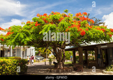 Flowering tamarind tree (Tamarindus indica) in Nelson&#39;s Dockyard, English Harbour, Antigua, Antigua and Barbuda Stock Photo