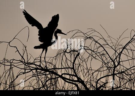 Grey Heron Ardea cinerea landing in tree Stock Photo - Alamy