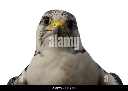 A beautiful white arctic hawk raptor bird Stock Photo
