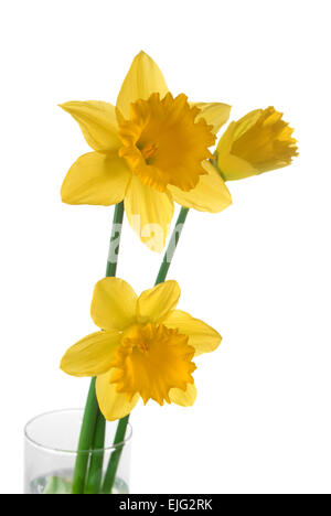 Yellow daffodils in a glass vase on a white background Stock Photo