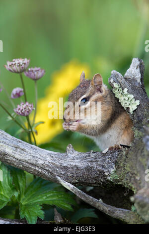 Eastern Chipmunk Stock Photo