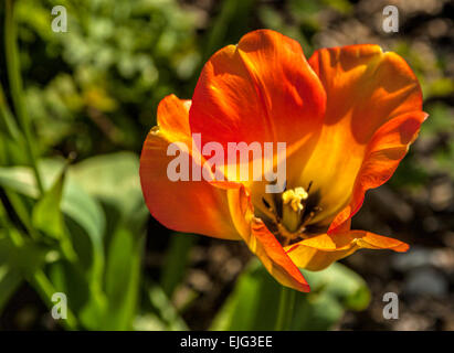 Flowering 'Daydream'' tulip on a sunny day in spring, Kingswear, Devon, England, UK. Stock Photo