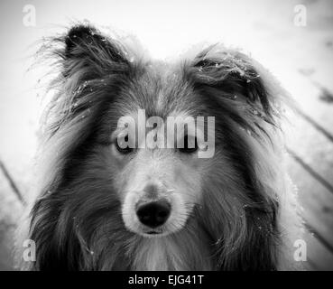 A 9 month old Shetland Sheepdog ( Sheltie) puppy portrait in black and white with fresh snow laying on the fur Stock Photo