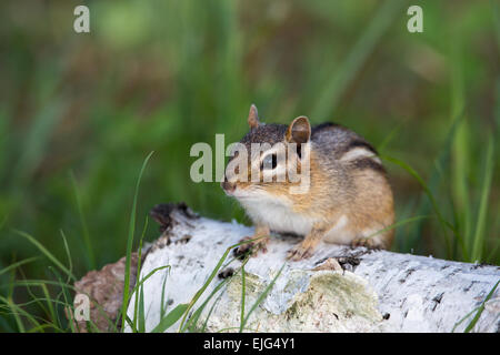 Eastern Chipmunk Stock Photo