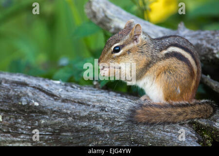 Eastern Chipmunk Stock Photo