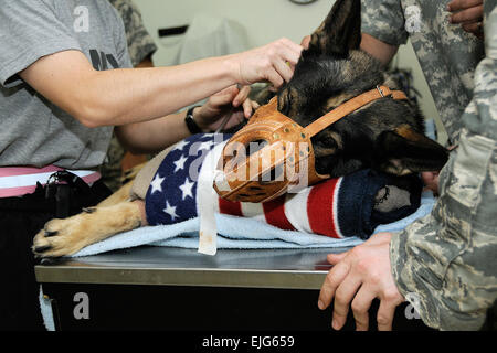 Carly M745, a security forces K-9 with the 332nd Expeditionary Security Forces Group is sedated to have blood drawn on July 3, during a canine blood drive at Joint Base Balad, Iraq. Just like humans, this life saving contribution can be used for another K-9 of the same blood type when needed. Military working dogs at JBB have their blood tested prior to being used as a donor for blood typing and to ensure they are ideal donors.  Carly is deployed to JBB from the 87th Security Forces Squadron at McGuire Air Force Base, N.J. Stock Photo