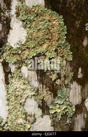 Argentina, Iguazu Falls, lichen growing on tree trunk in forest above waterfalls Stock Photo