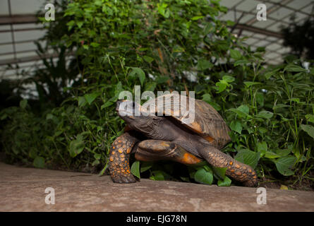 Yellow Footed Amazon Tortoise, Geochelone denticulata Stock Photo