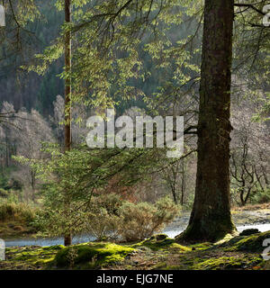 Winter colour from stems of tree branches foliage in the Gwydyr Forest at Nant Uchaf in winter Snowdonia National Park Gwynedd Stock Photo