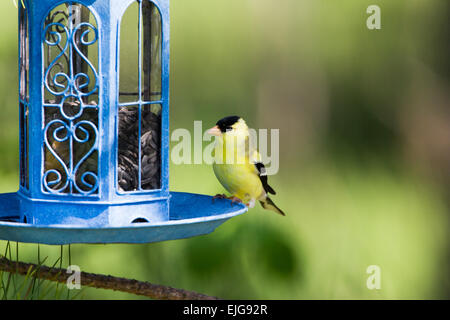 American Goldfinch Stock Photo