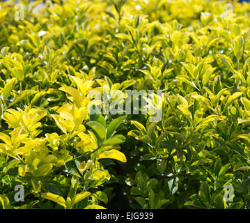 Green bush leaves texture full frame background in Punta Cana ...