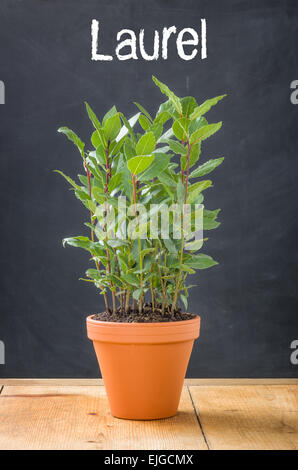 Laurel in a clay pot on a dark background Stock Photo