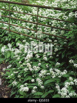 Wild Garlic escaping under an rusting gate in woodland at Jackfield, Ironbridge Gorge, Shropshire, England, UK Stock Photo