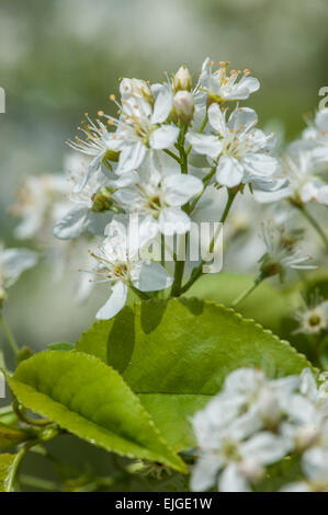 Prunus mahaleb,Weichsel-Kirsche,St Lucie Cherry Stock Photo