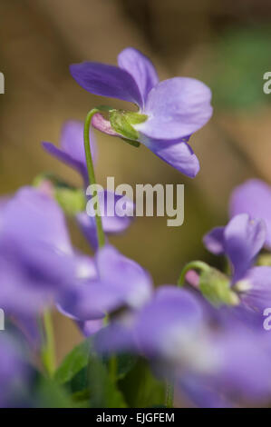 Viola hirta,Raues Veilchen,Hairy violet Stock Photo