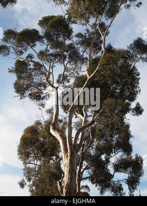 California Sycamore Tree (Platanus racemosa) Los Angeles, USA Stock Photo