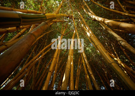 bamboo thickets in Vietnam Stock Photo