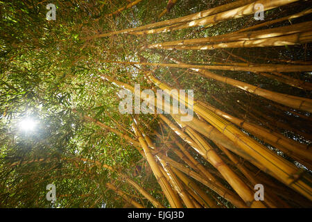 bamboo thickets in Vietnam Stock Photo